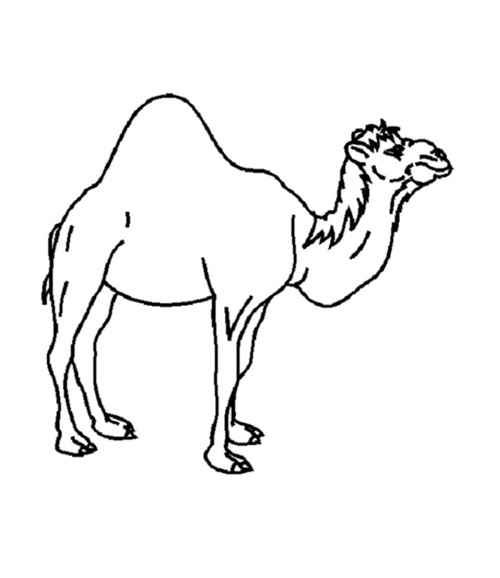 Camel Pictures To Print | Free download on ClipArtMag