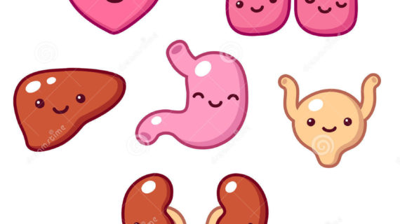 Cartoon Kidney Clipart | Free download on ClipArtMag