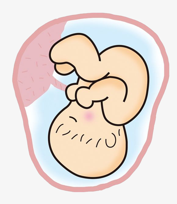 Collection of Fetus clipart | Free download best Fetus clipart on