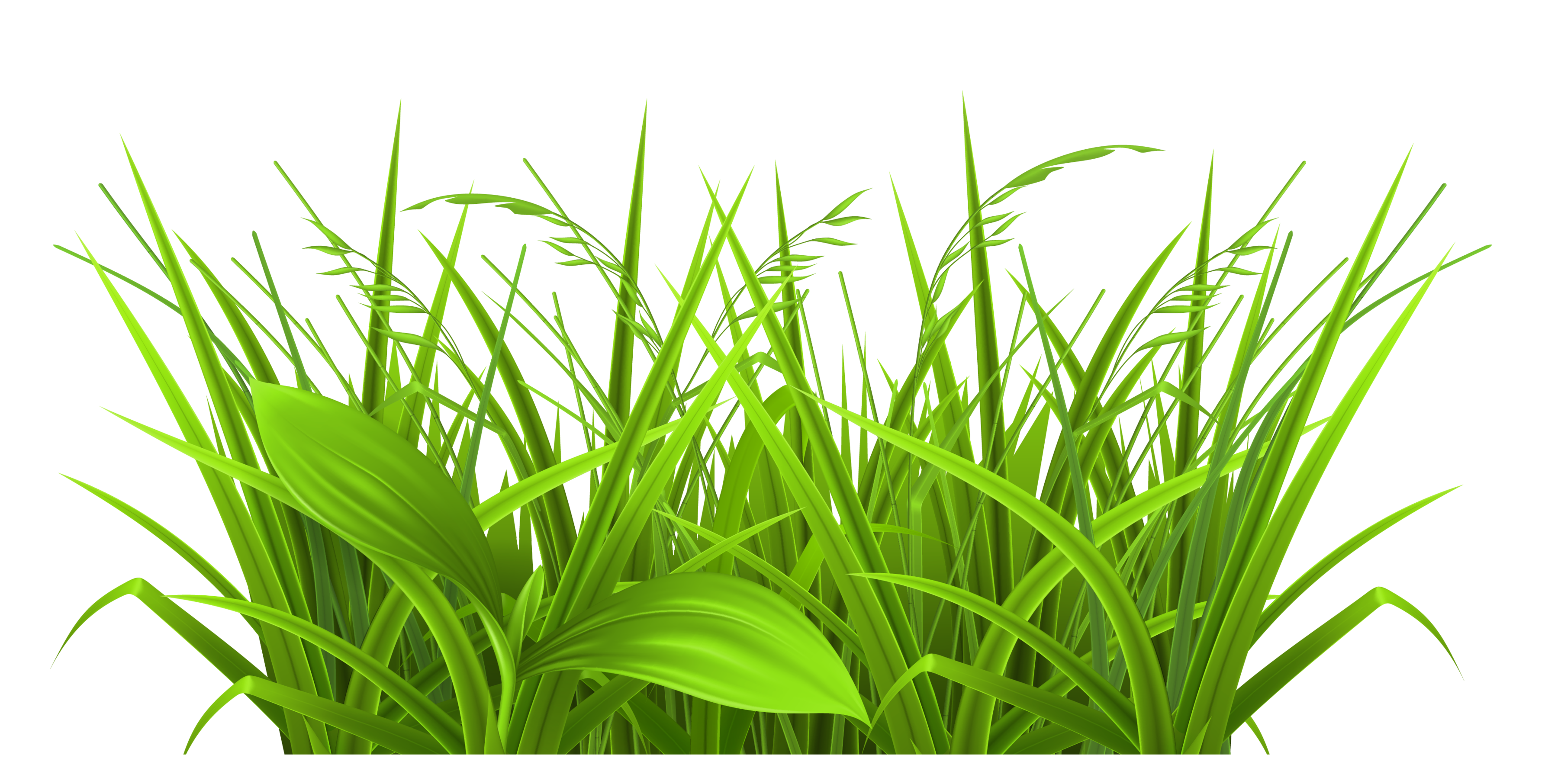 cartoon pictures of grass