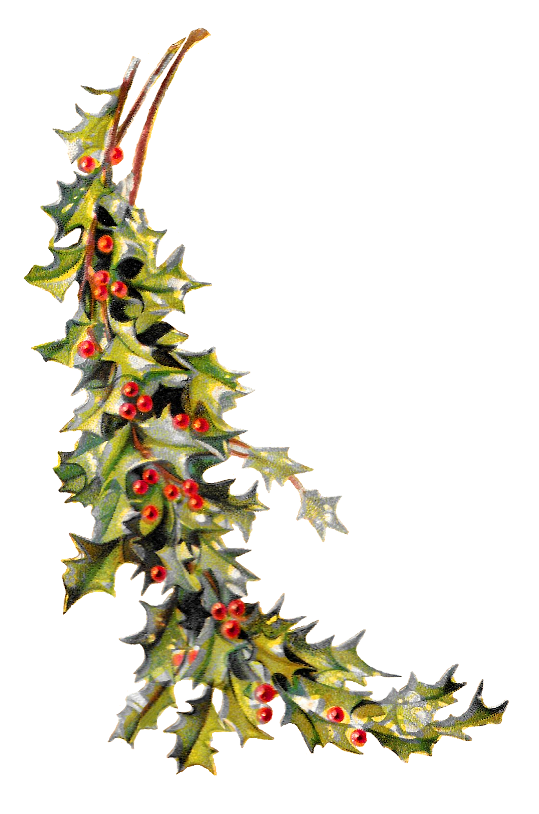 Christmas Holly Clipart Free download on ClipArtMag