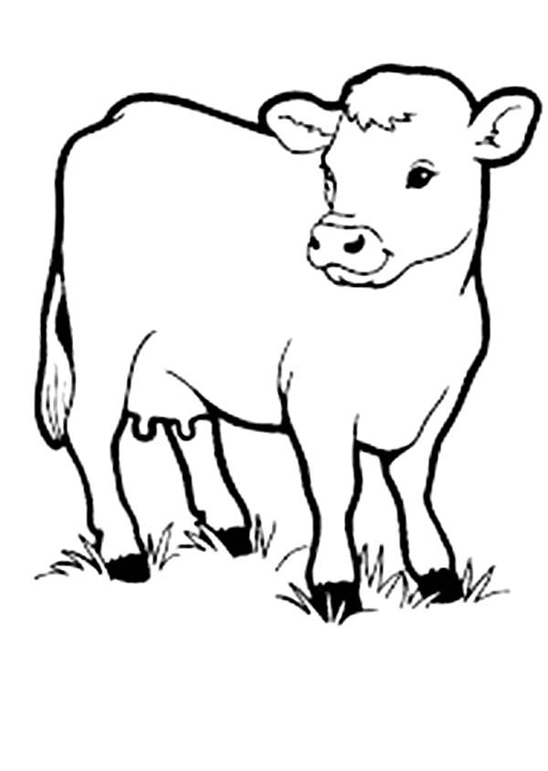 Top 15 Free Printable Cow Coloring Pages Online Coloring