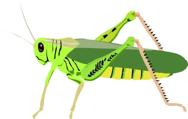 Cricket Insect Clipart Free Download On Clipartmag