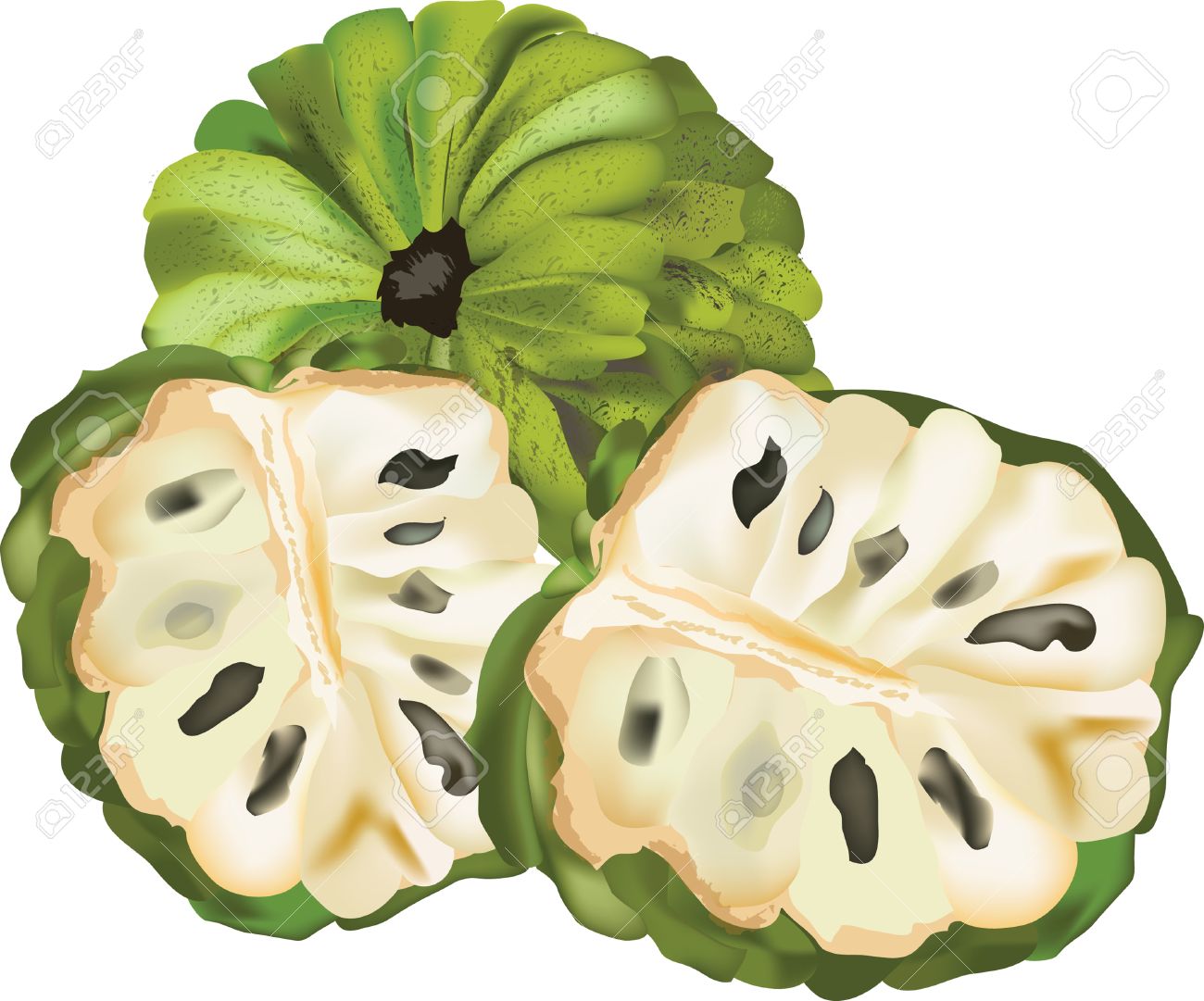 Custard Apple Clipart | Free download on ClipArtMag