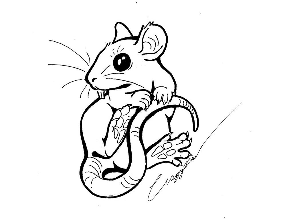 Cute Rat Drawing | Free download on ClipArtMag