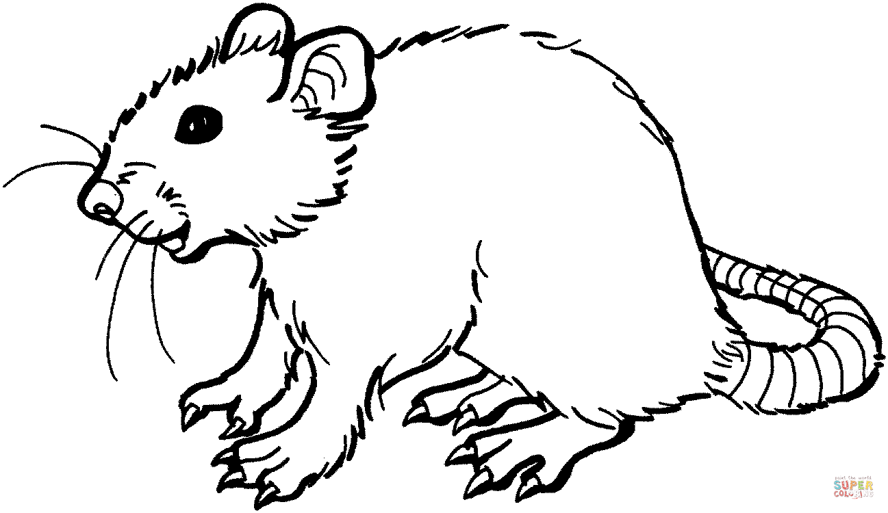 Cute Rat Drawing | Free download on ClipArtMag