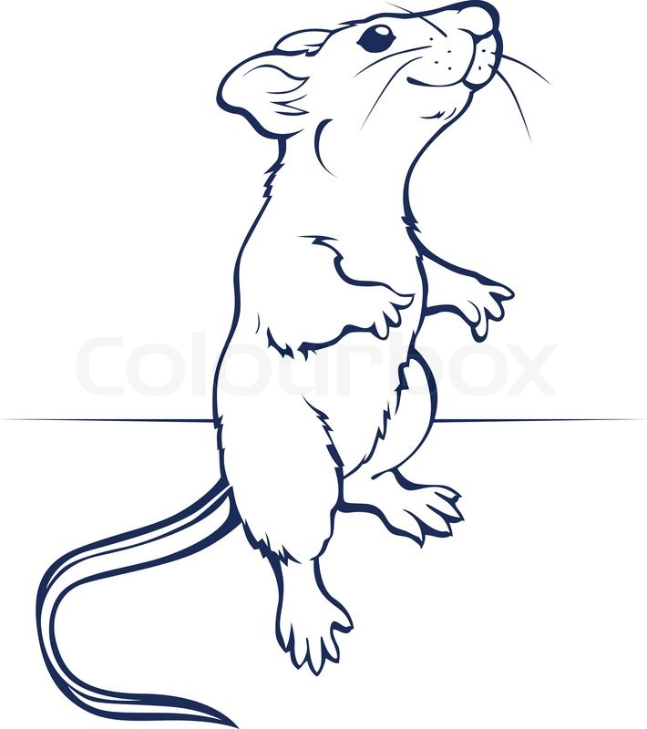 Cute Rat Drawing | Free download on ClipArtMag