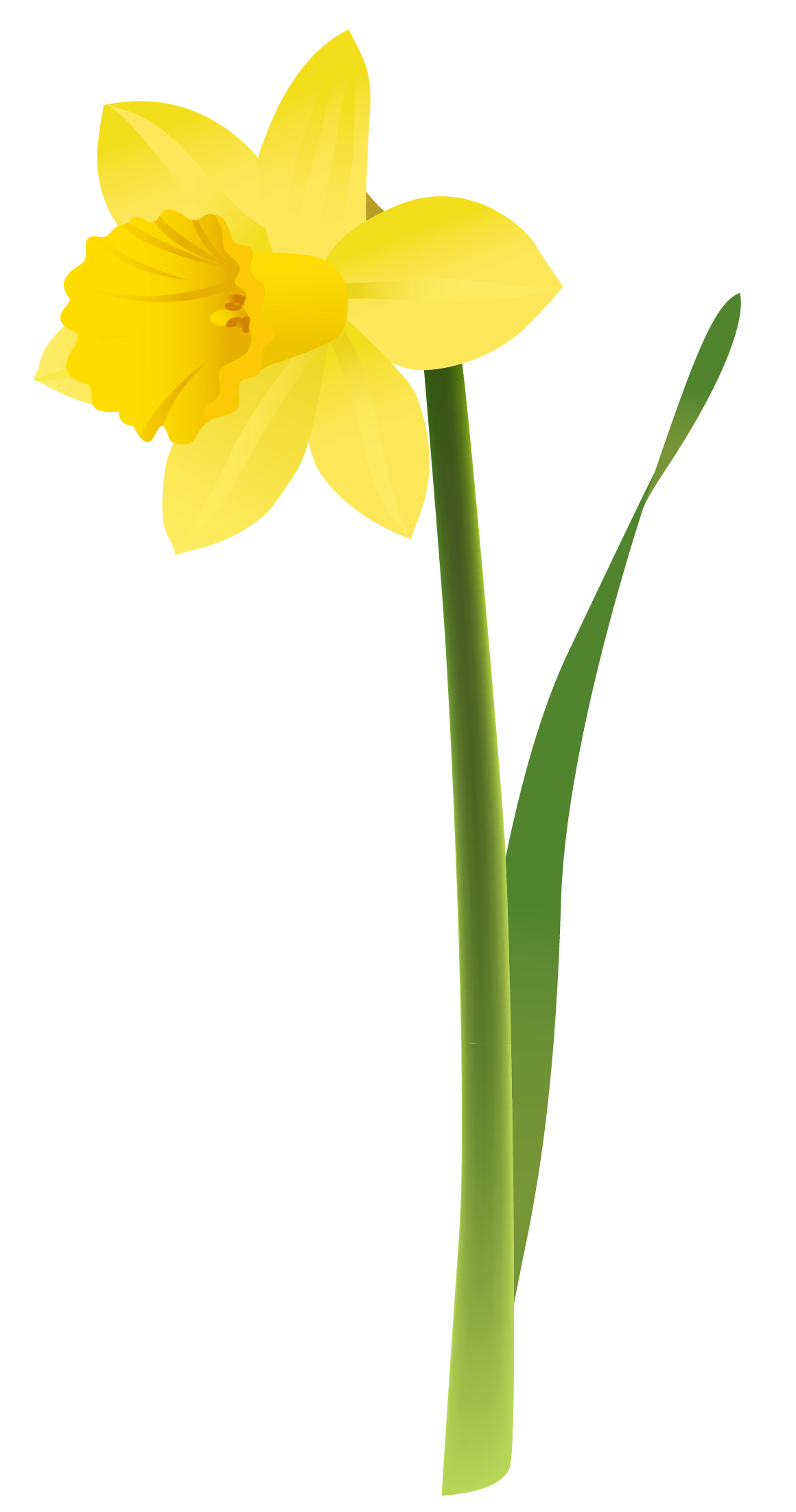 Daffodil Cartoon Clipart Free download on ClipArtMag