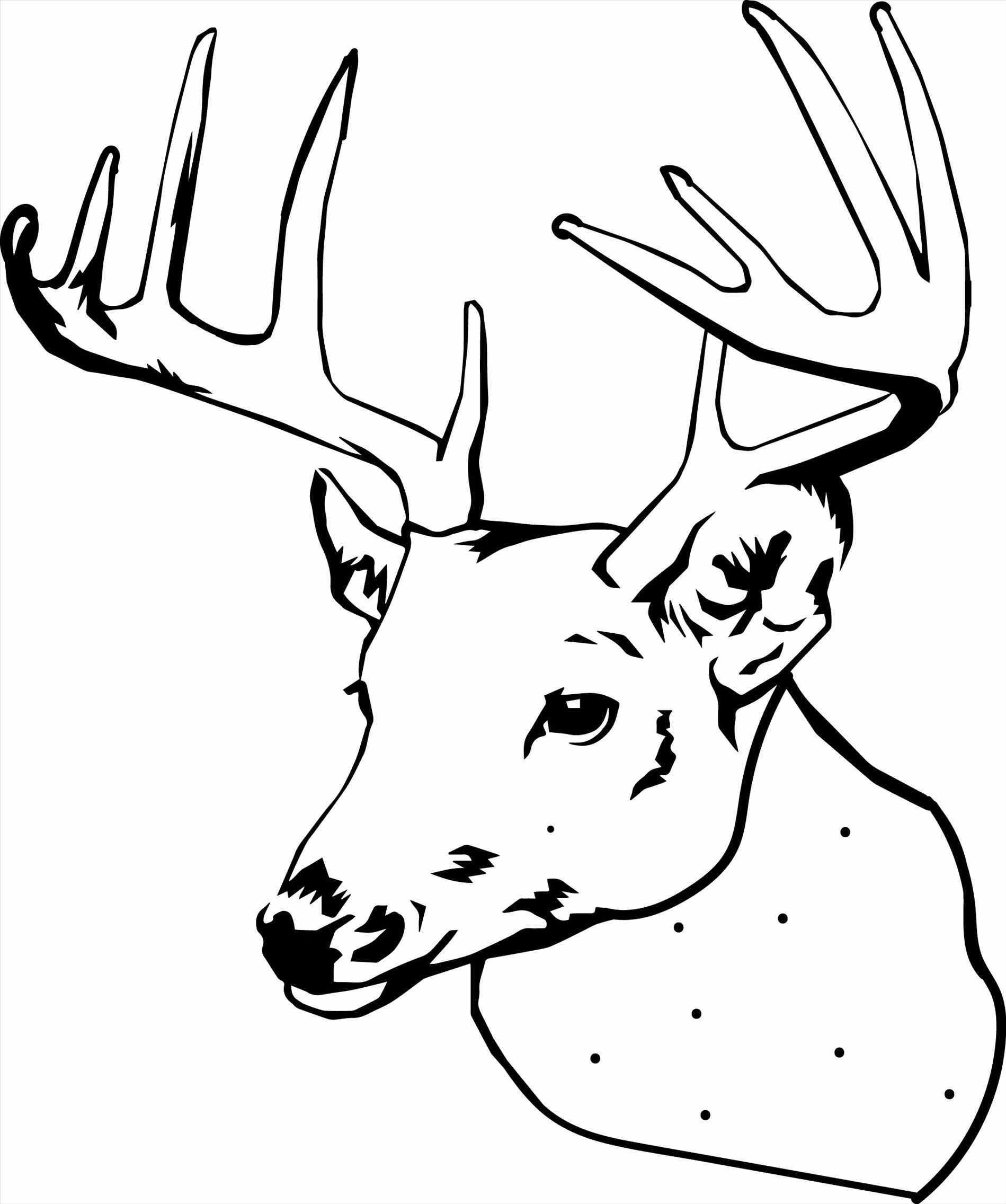 Coloring Pages Of Realistic Deer Red deer coloring pages download and