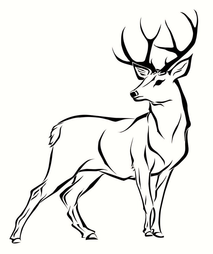 Deer Coloring Pages | Free download on ClipArtMag
