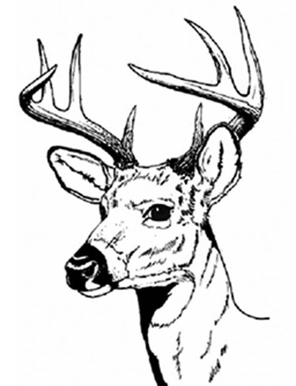 Deer Coloring Pages | Free download on ClipArtMag