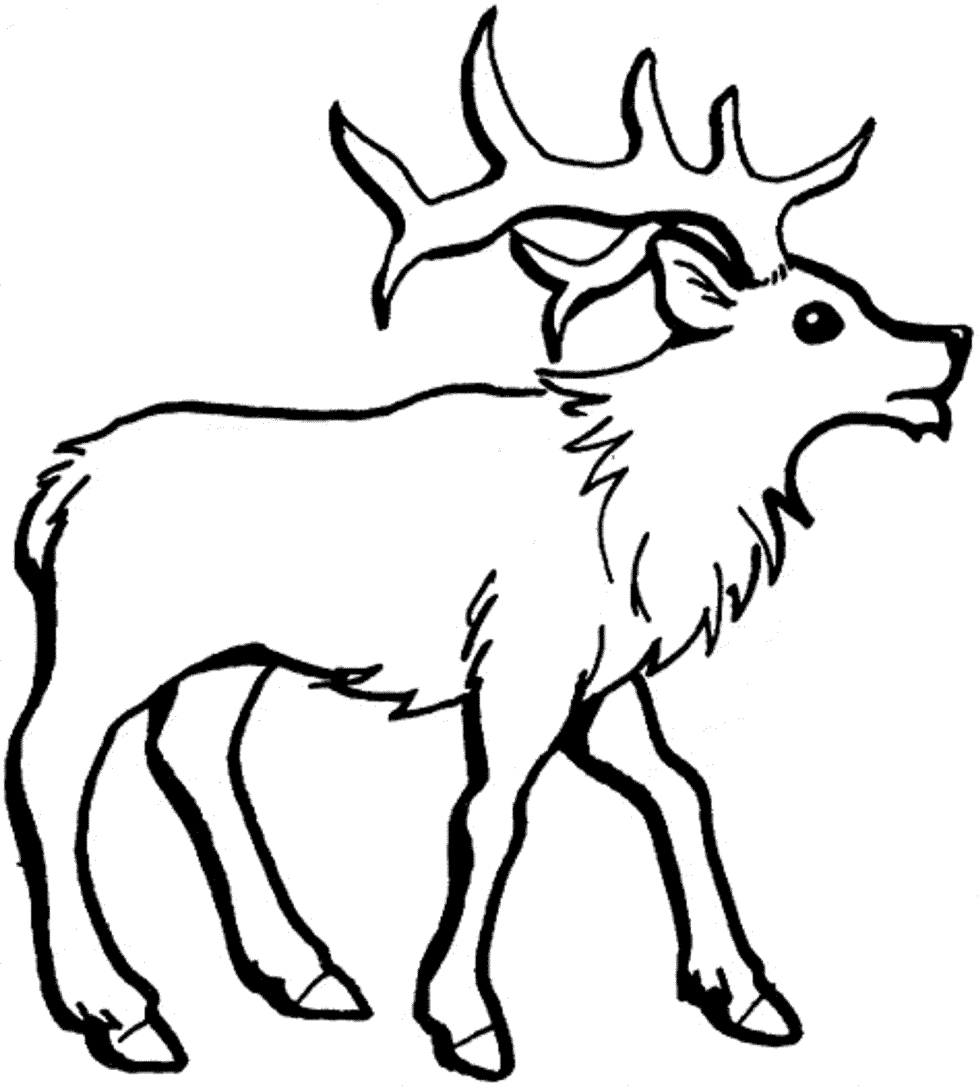 deer coloring pages  free download on clipartmag