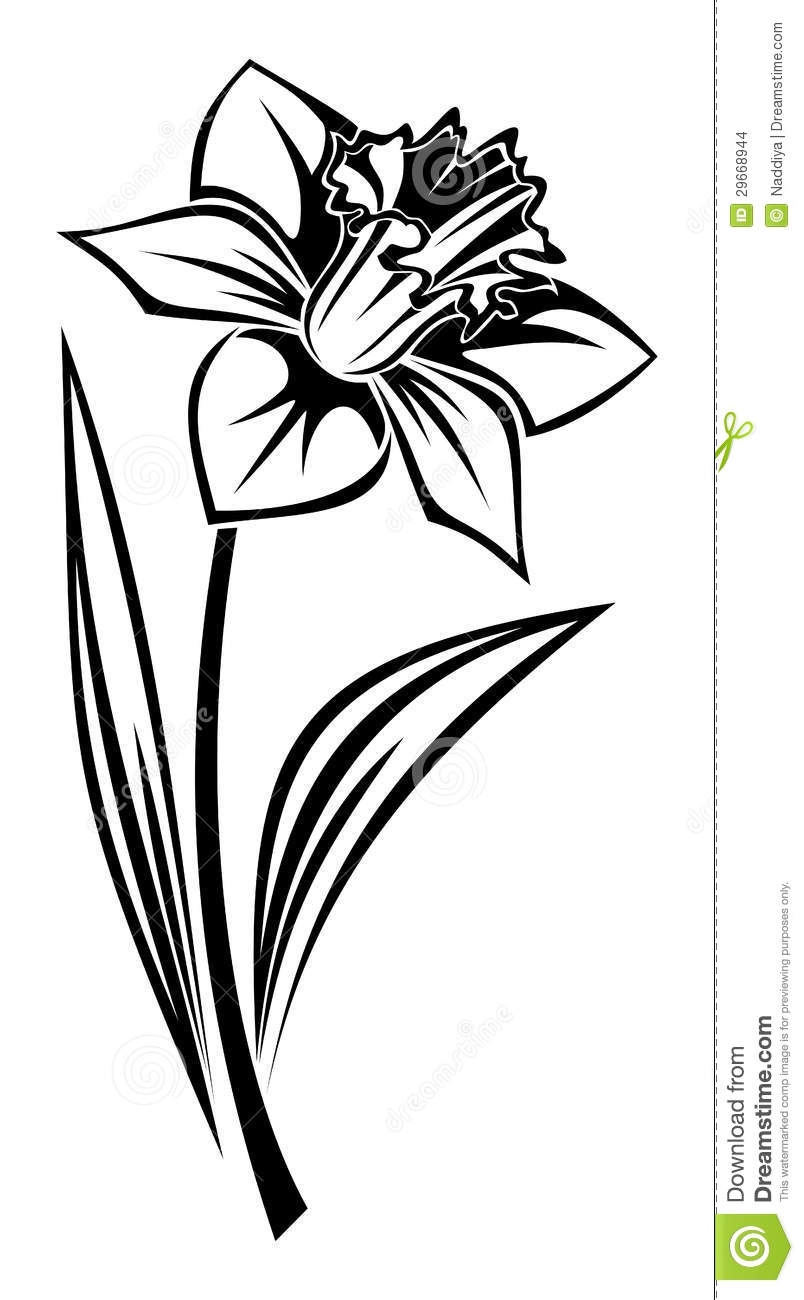 Drawings Of Daffodils | Free download on ClipArtMag