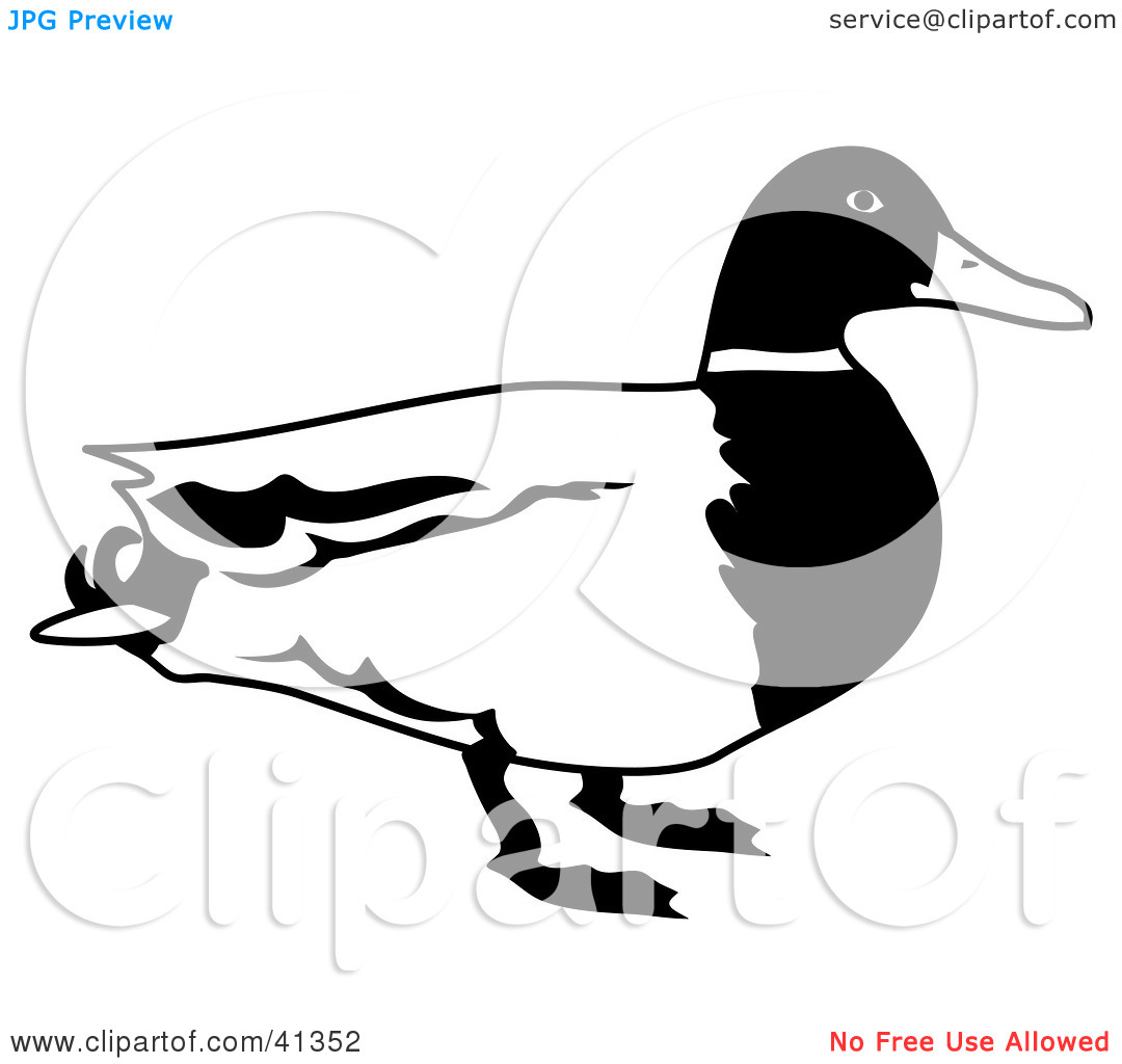 1080x1024 mallard duck clipart black and white