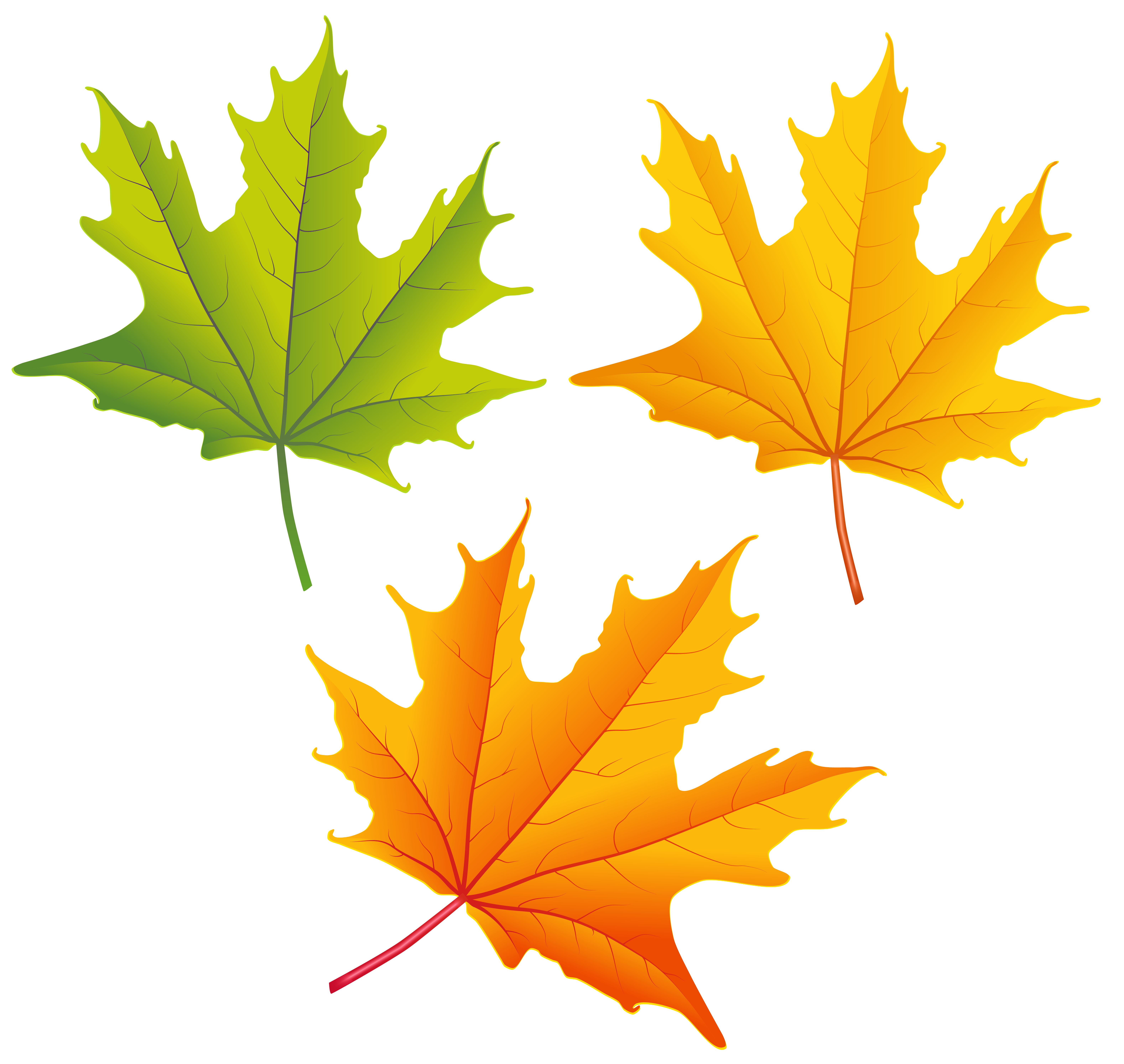 Fall Leaf Clipart No Background | Free download on ClipArtMag