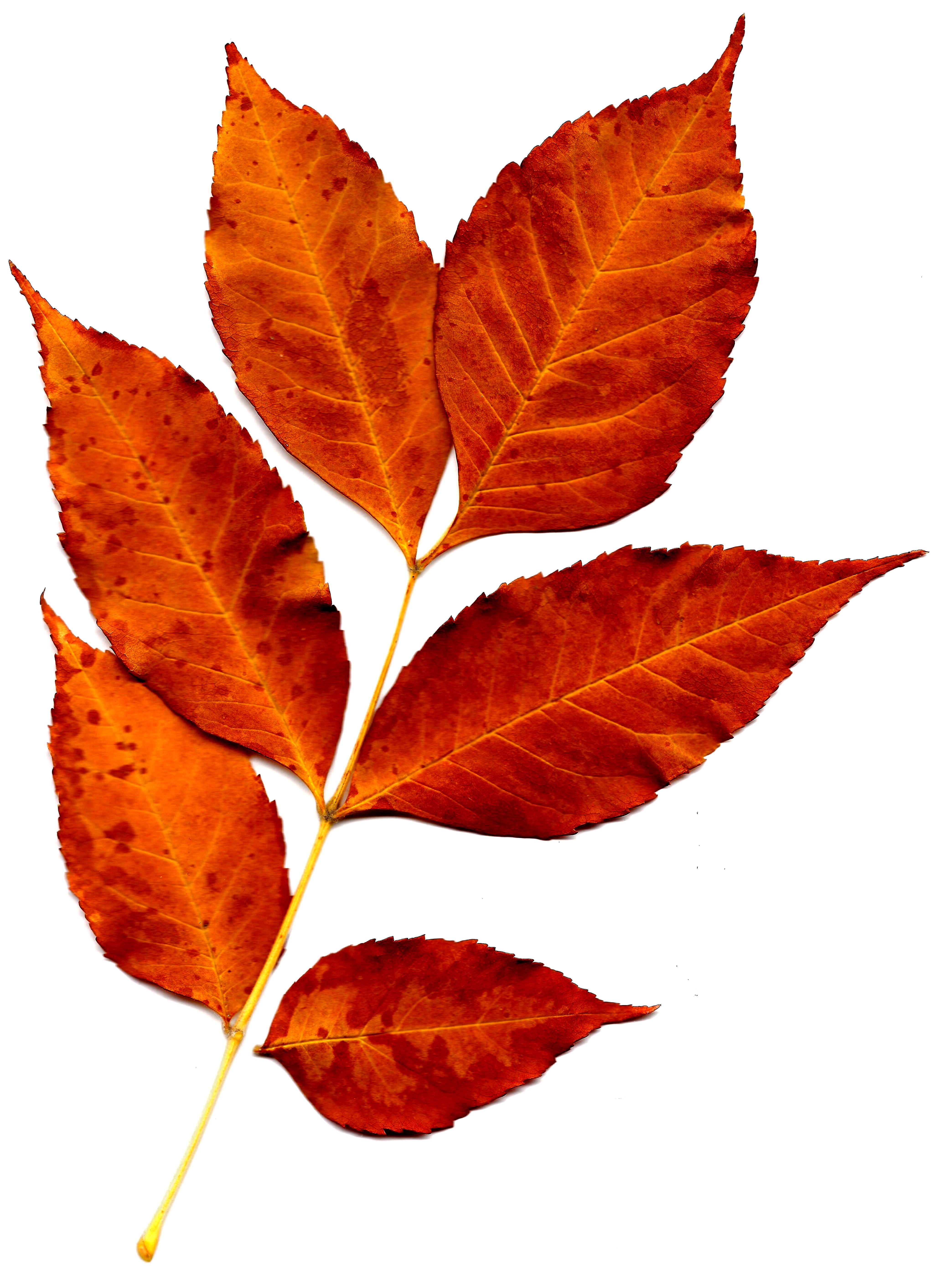Fall Leaves Images | Free download on ClipArtMag