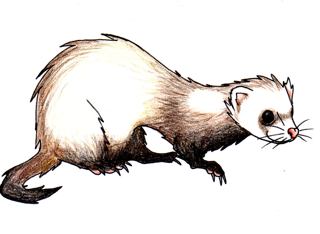 Ferret Clipart | Free download on ClipArtMag