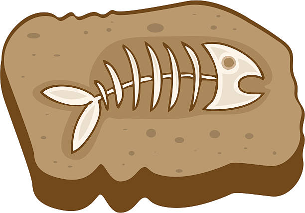 Collection of Fossil clipart | Free download best Fossil clipart on