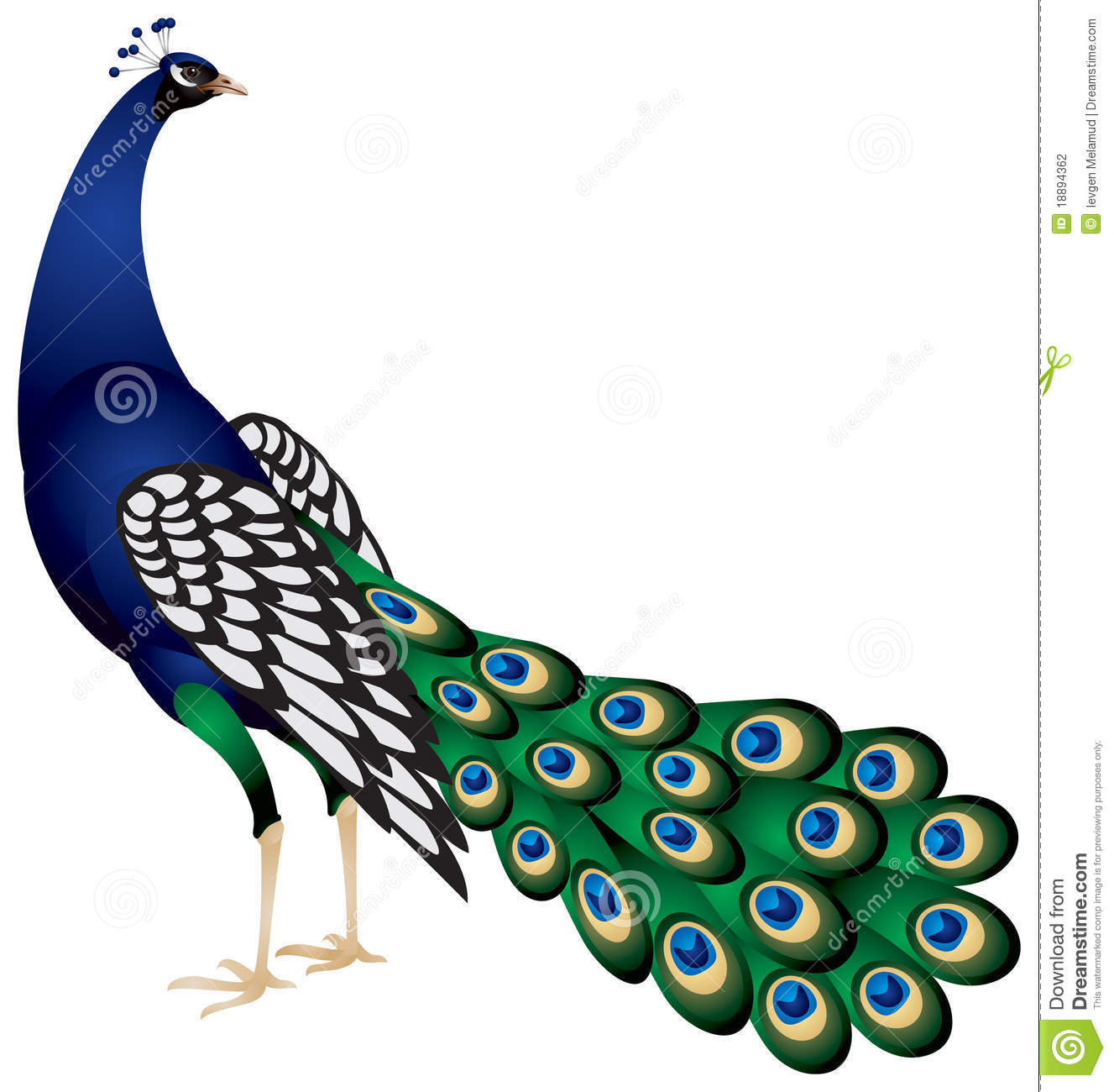 Free Peacock Clipart | Free Download On ClipArtMag