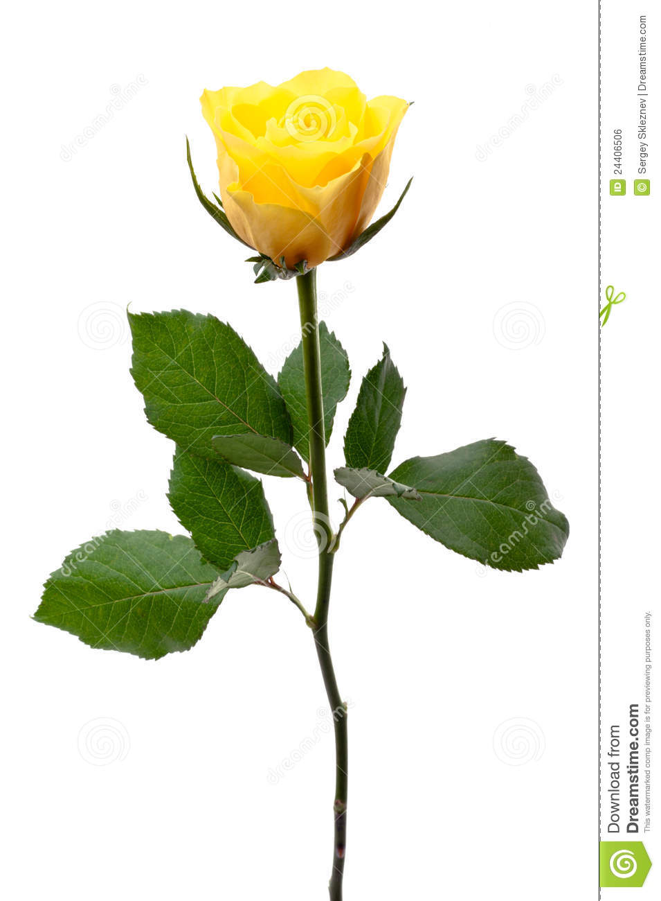 Free Yellow Rose Clipart Free Download On Clipartmag