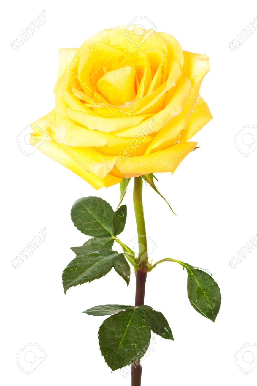 Free Yellow Rose Clipart | Free download on ClipArtMag
