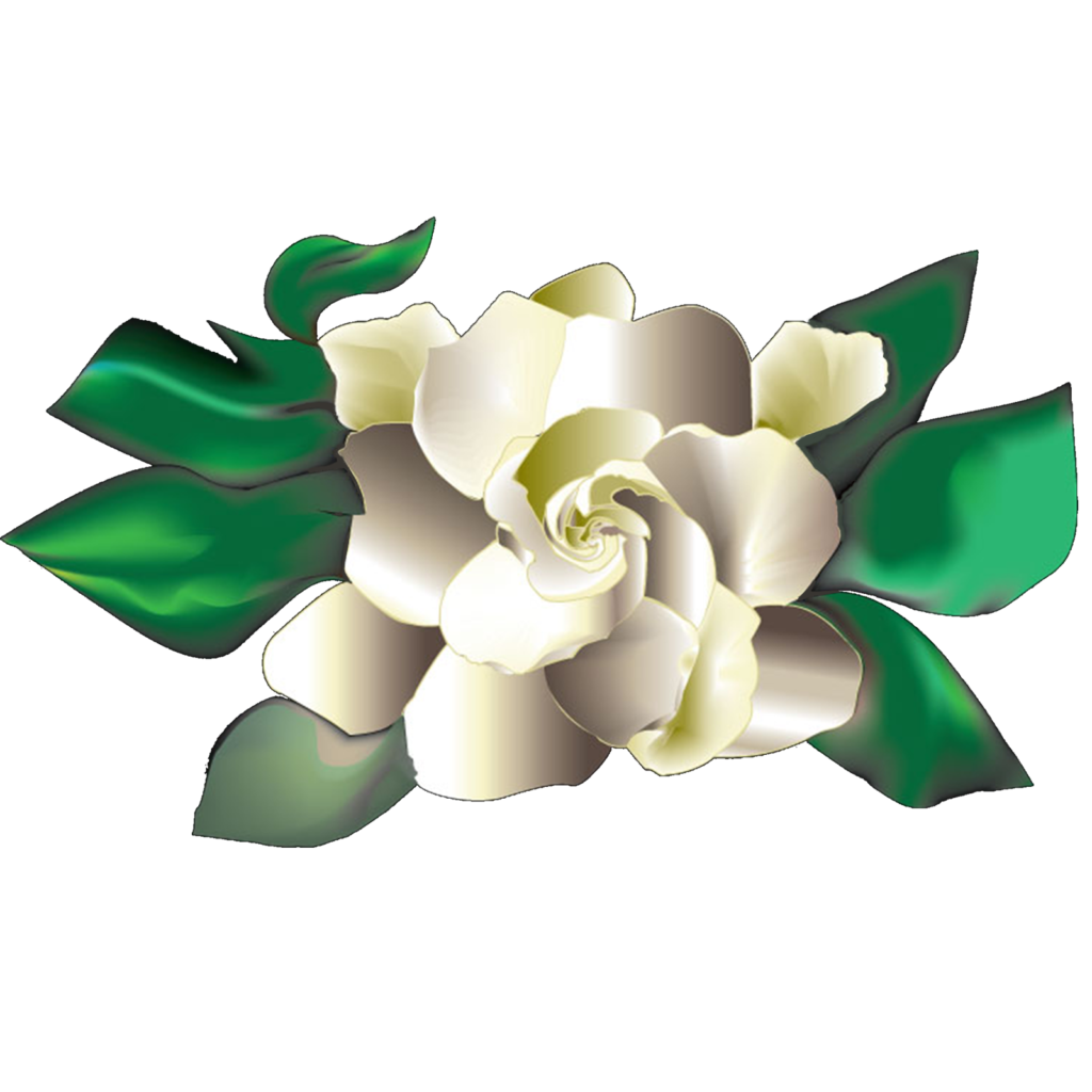 Gardenia Clipart | Free download on ClipArtMag