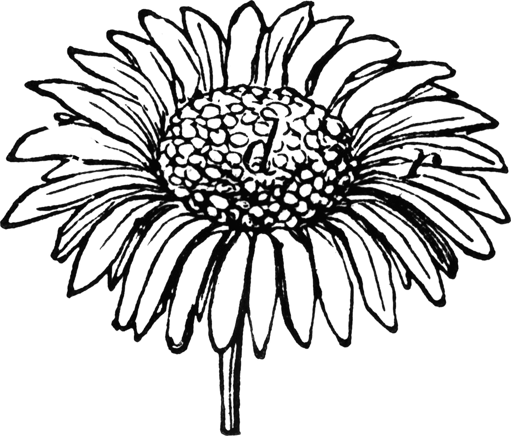 felt-gerbera-daisies-lazy-daisies-of-summer-felt-flower-template