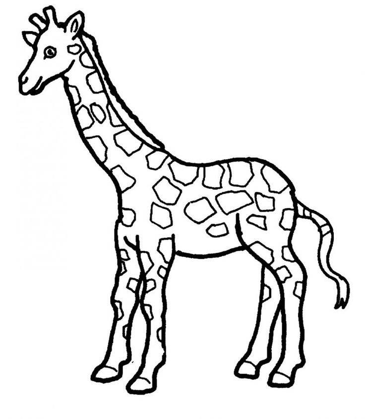 Giraffe Coloring Pages | Free download on ClipArtMag - photo#15