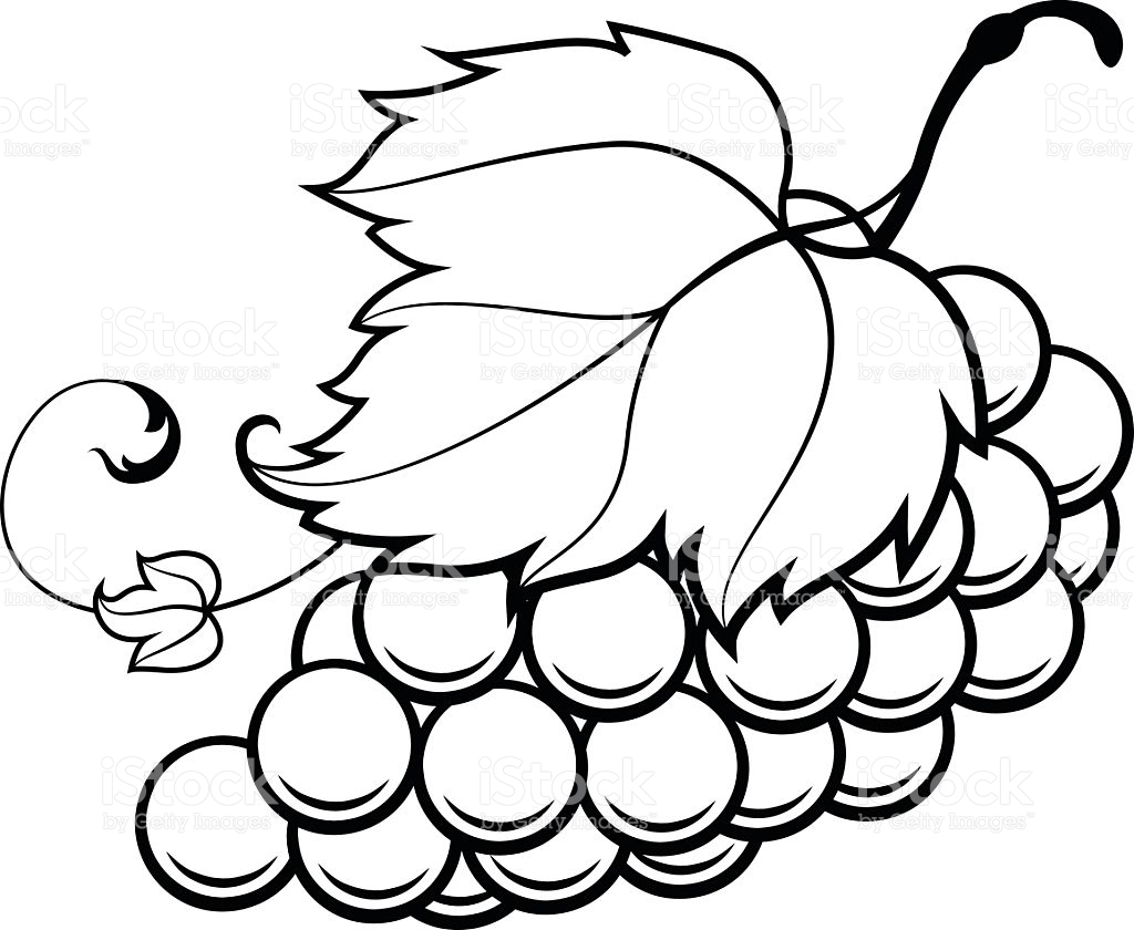 Grapes Drawing | Free download on ClipArtMag