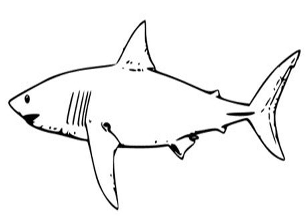 Hammerhead Shark Outline Free download on ClipArtMag