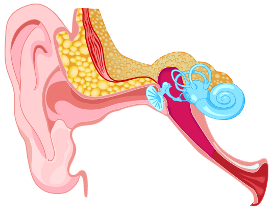 Hearing Aids Clipart 