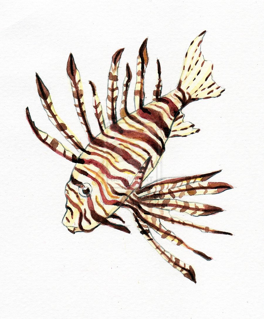 How To Draw A Lionfish Step By Step Free download on ClipArtMag