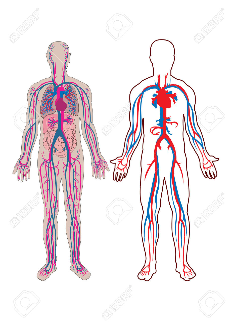 Human Anatomy Clipart | Free download on ClipArtMag