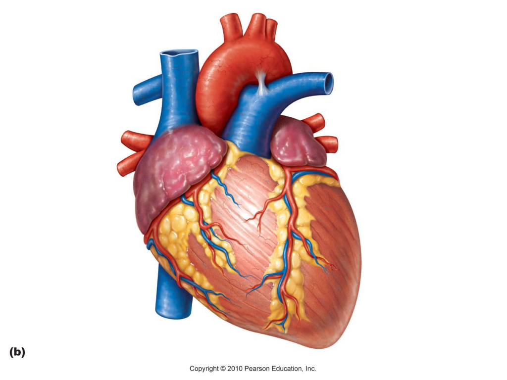 Human Heart Images | Free download on ClipArtMag
