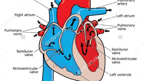 Collection of Human heart clipart | Free download best ...