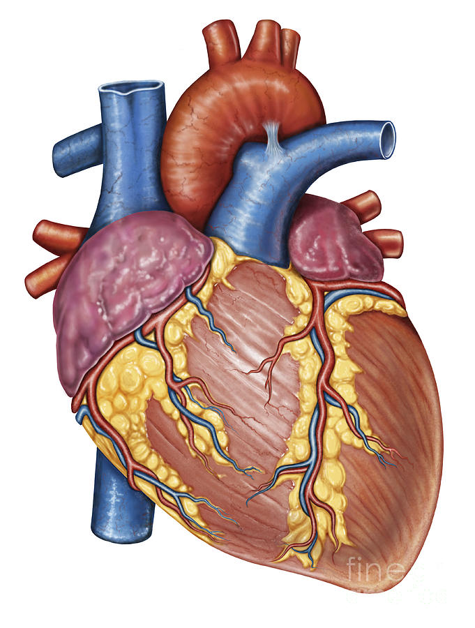 Human Heart Images | Free Download On ClipArtMag