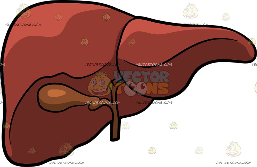 Human Liver Clipart | Free download on ClipArtMag