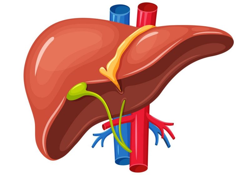 Human Liver Clipart | Free download on ClipArtMag