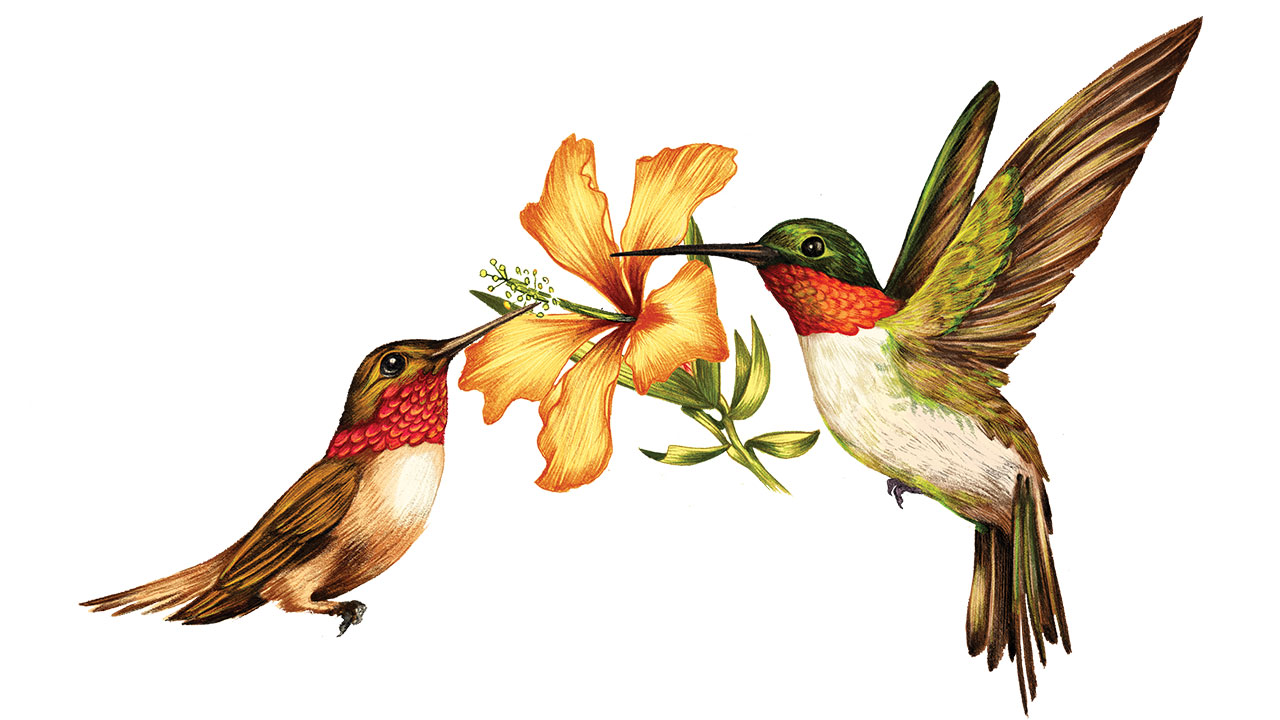 humming-bird-clipart-free-download-on-clipartmag