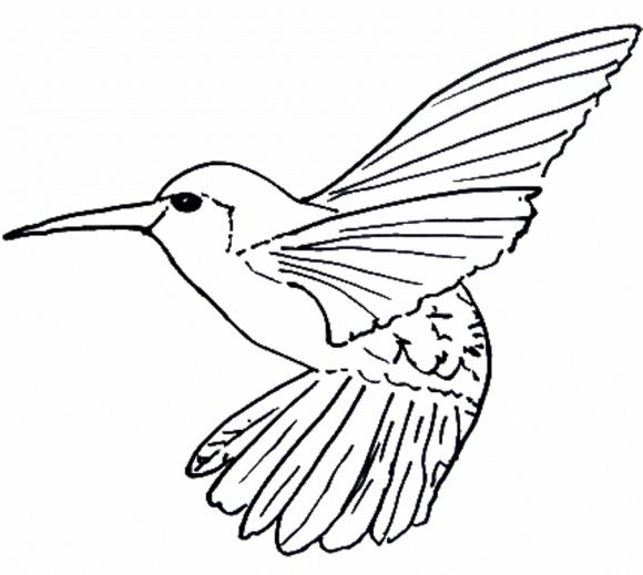 Hummingbird Drawings Free | Free download on ClipArtMag