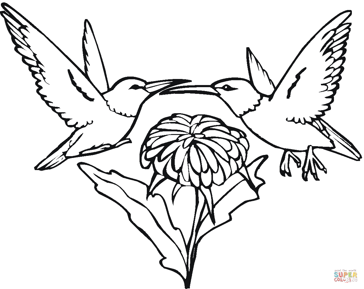 Hummingbird Line Art | Free download on ClipArtMag