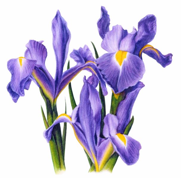 Iris Clipart | Free download on ClipArtMag