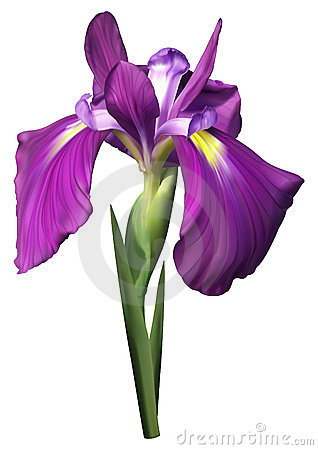 Iris Clipart | Free download on ClipArtMag