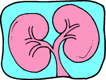 Kidney Clipart Free | Free download on ClipArtMag