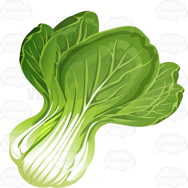 Lettuce Cartoon | Free download on ClipArtMag