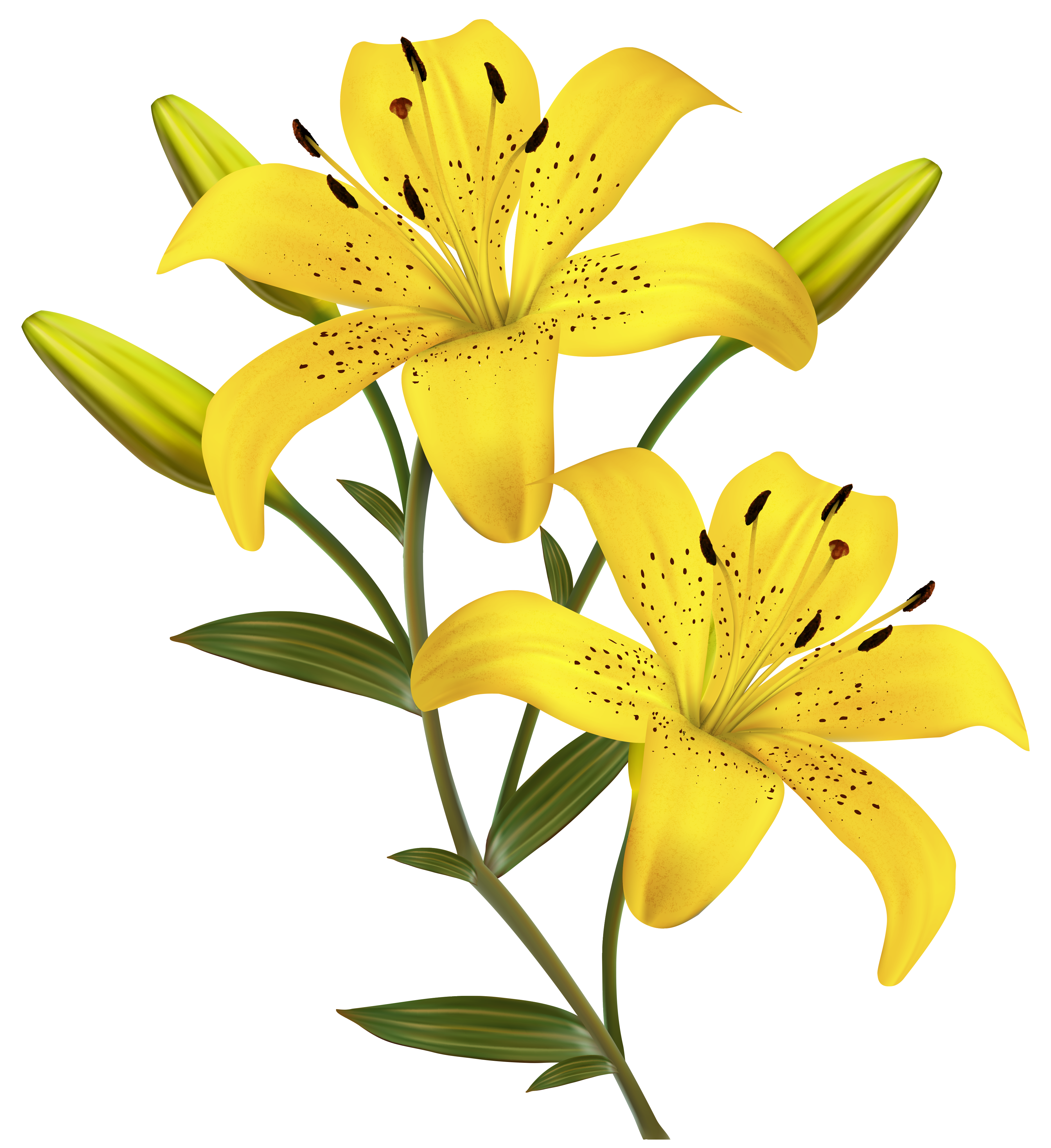 Lily Flower Clipart | Free download on ClipArtMag