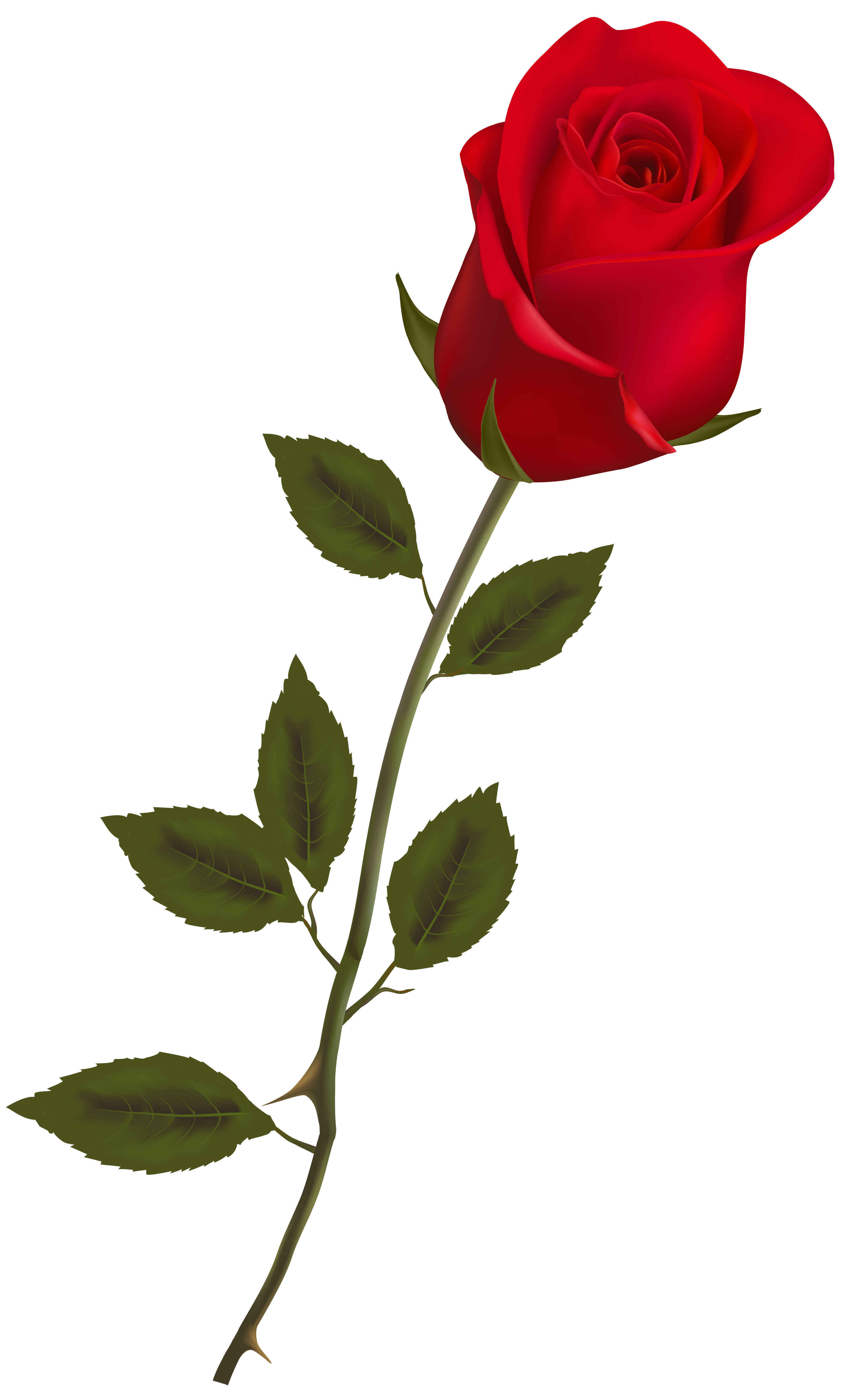 Long Stem Rose Clipart | Free download on ClipArtMag