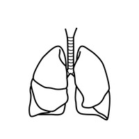 Lungs Clipart | Free download on ClipArtMag