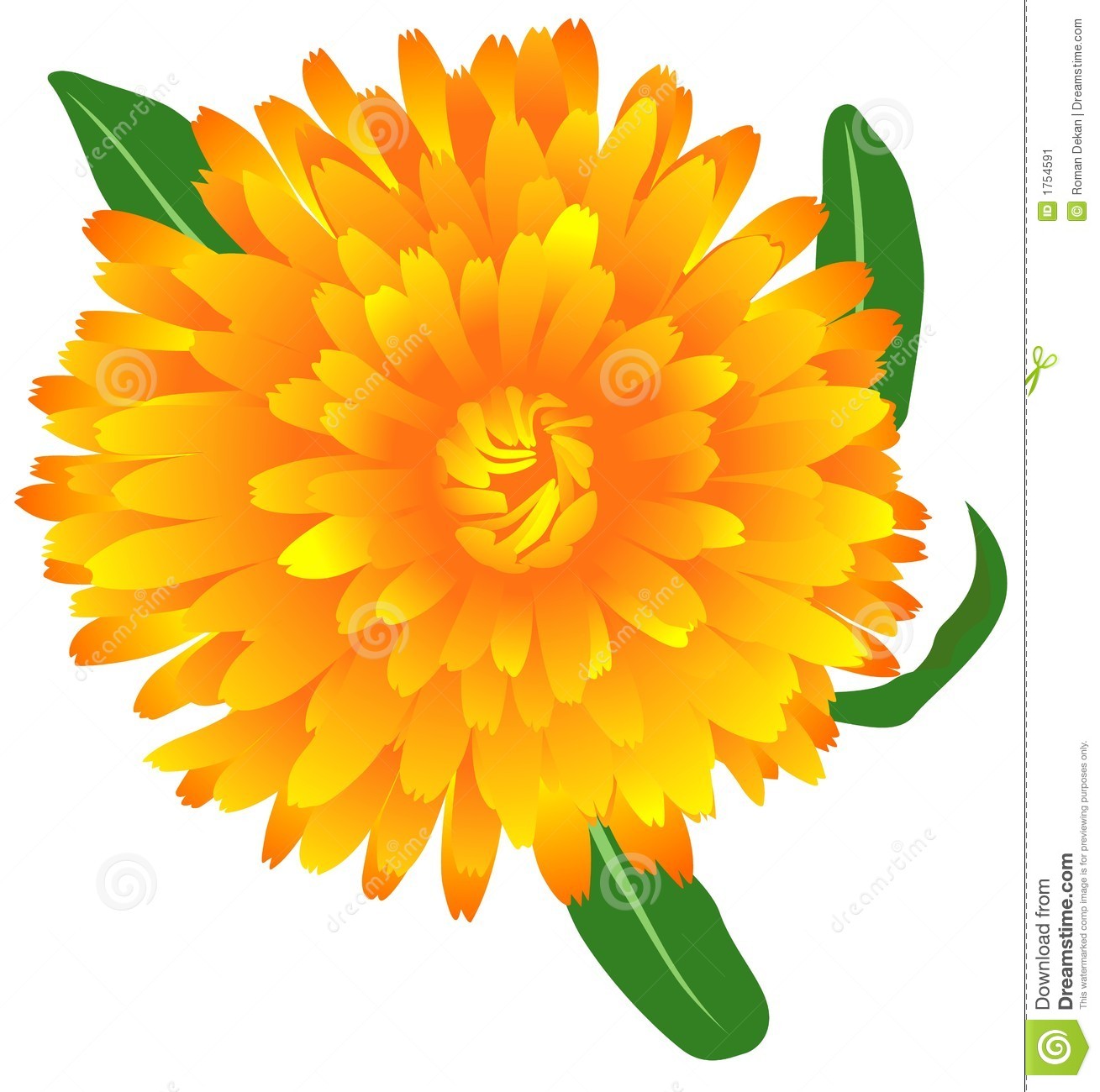 Marigold Flower Clipart Free download on ClipArtMag