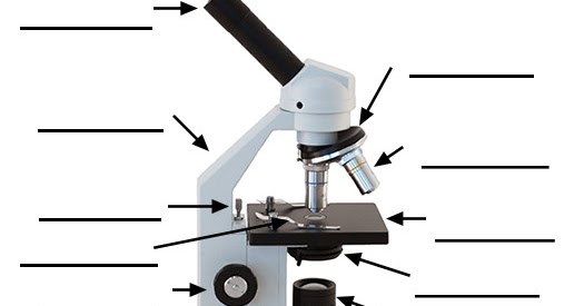Microscope Diagram Blank - Human Anatomy